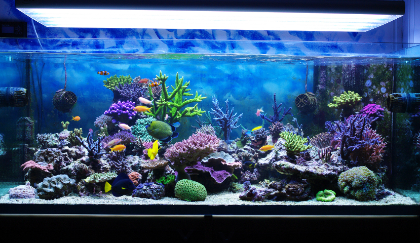 Pictures Of Aquarium 120