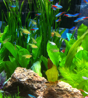 freshwater aquarium supplies near me