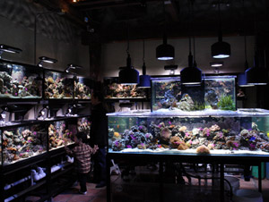 coral reef stores near me