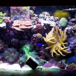 23724d1123702916-saltwater-aquariums-aquarium3[1]