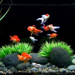 66_1aquarium_goldfishtank[1]