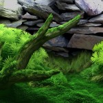 DreamAquarium_Background_MossAng-15[1]