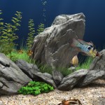 aquarium-freshwater-fish-for-sale[1]