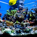 aquascape-aquariums-design[1]