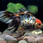 popular-aquarium-fish-high-quality_263679[1]